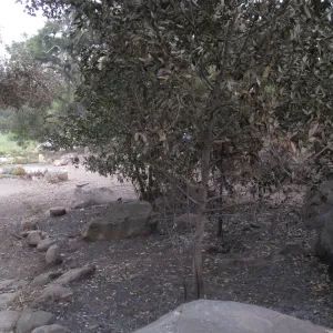 Meadow Oaks after the Jesusita Fire