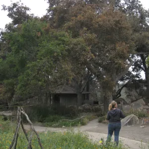 Santa Barbara Botanic Garden after the Jesusita Fire (Coastal Live Oak)