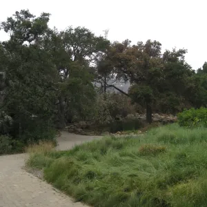 Santa Barbara Botanic Garden after the Jesusita Fire