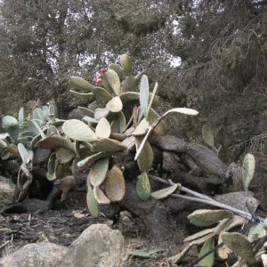 Santa Barbara Botanic Garden after the Jesusita Fire (Prickly-pear)
