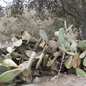 Burned Opuntia hedge in Desert Section after the Jesusita Fire