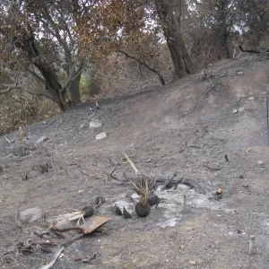 Burned Yuccas outside Hort Unit Gate after the Jesusita Fire