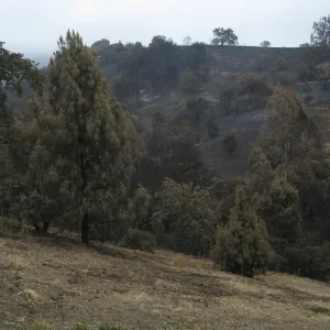 East slope of Santa Barbara Botanic Garden after the Jesusita Fire