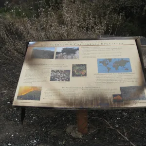Chaparral sign in Ceanothus Section after the Jesusita Fire