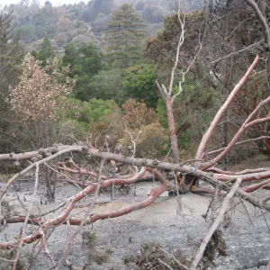 Tecate cypress felled by the Jesusita Fire