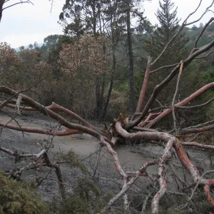 Tecate cypress felled by the Jesusita Fire
