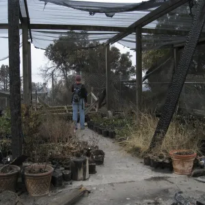 Santa Barbara Botanic Garden after the Jesusita Fire