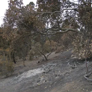 Cypress section looking north after the Jesusita Fire