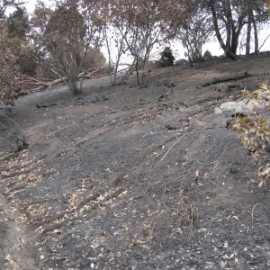 Cypress section looking north after the Jesusita Fire