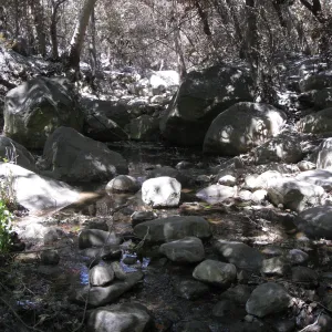 Santa Barbara Botanic Garden after the Jesusita Fire - Mission Creek