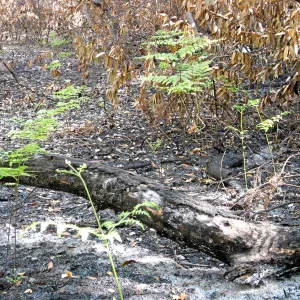 SBBG after the Jesusita Fire, below creek crossing
