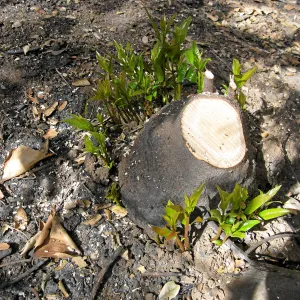 California bay stump sprouting six weeks after the Jesusita Fire
