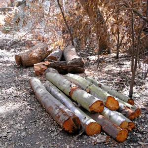 Cut logs from clearing along Mission Creek after the Jesusita Fire
