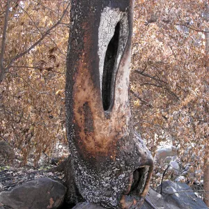 Burned sycamore trunk along Mission Creek after the Jesusita Fire