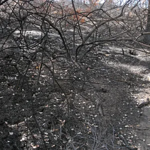 Burned vegetation along the Woodland Trail after the Jesusita Fire, June 2009