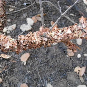 Heat damaged lichens on branch after the Jesusita Fire, June 2009