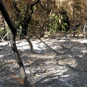Burned vegetation along the Woodland Trail after the Jesusita Fire