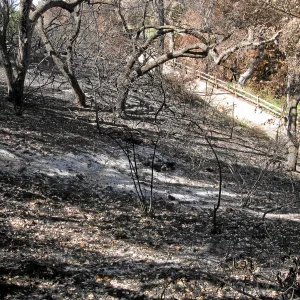 Burned vegetation along the Woodland Trail after the Jesusita Fire