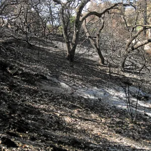 Burned vegetation along the Woodland Trail after the Jesusita Fire