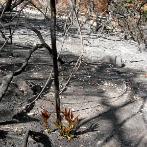 California bay resprouting along the Woodland trail after the Jesusita Fire
