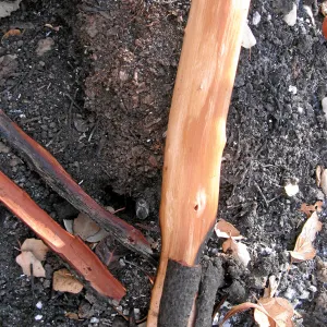 Burned vegetation along the Woodland Trail after the Jesusita Fire