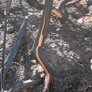 Burned vegetation along the Woodland Trail after the Jesusita Fire