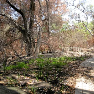 Campbell trail below picinic area after the Jesusita Fire