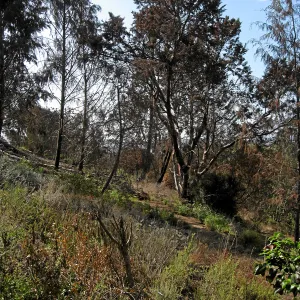 Cypress Section before tree clearing after Jesusita Fire