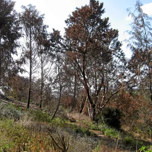Cypress Section before tree clearing after Jesusita Fire