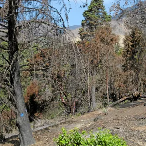 Cypress Section before tree clearing after Jesusita Fire