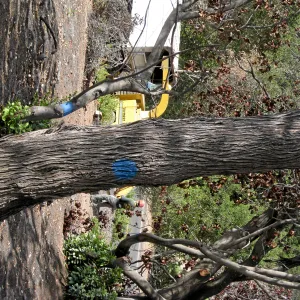 Cypress Section before tree clearing after Jesusita Fire
