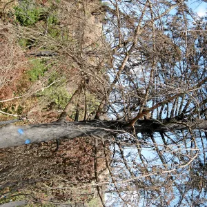 Cypress Section before tree clearing after Jesusita Fire