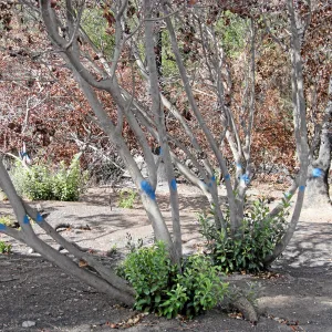 Cypress Section before tree clearing after Jesusita Fire