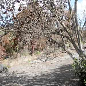 Cypress Section before tree clearing after Jesusita Fire