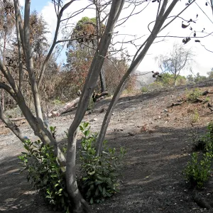 Cypress Section before tree clearing after Jesusita Fire