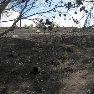 Cypress Section before tree clearing after Jesusita Fire