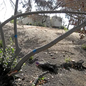 Cypress Section before tree clearing after Jesusita Fire