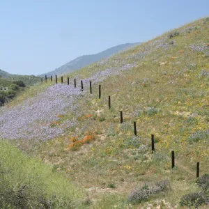 Field of blue Phacelia on hillside near Gorman