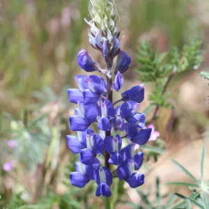 Gorman Trip (lupine)