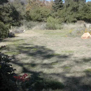 Meadow lawn (dry)