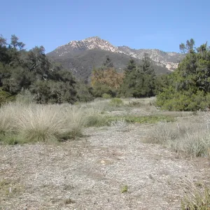Meadow view to the mountains