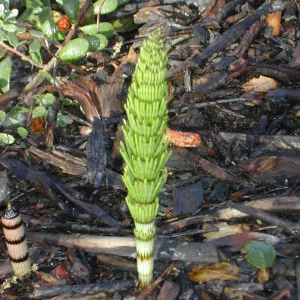 Equisetum