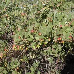 Arctostaphylos (Manzanita) with fruits, plant needs ID