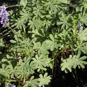 Lupinus (lupine)