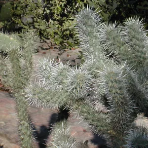 Opuntia echinocarpa in Desert Section