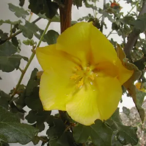 Fremontia flower