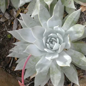 Dudleya brittonii