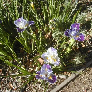 Iris 'Idyllwild'