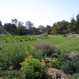 Enlarged lawn in the Meadow