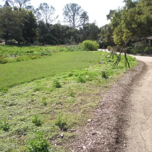 Meadow with lawn